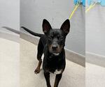 Small Labrador Retriever Mix
