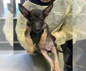 German Shepherd Dog-Unknown Mix Dogs for adoption in Visalia, CA, USA