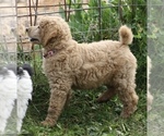 Small Photo #15 Poodle (Standard) Puppy For Sale in GARWOOD, TX, USA