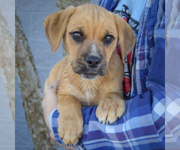 Medium Photo #3 Boxer-Unknown Mix Puppy For Sale in Huntley, IL, USA