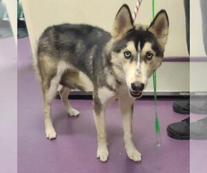 Siberian Husky Dogs for adoption in Long Beach, CA, USA