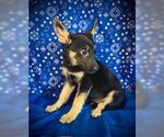 Small #2 Australian Kelpie Mix
