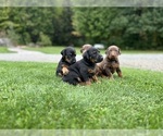 Small #6 Doberman Pinscher