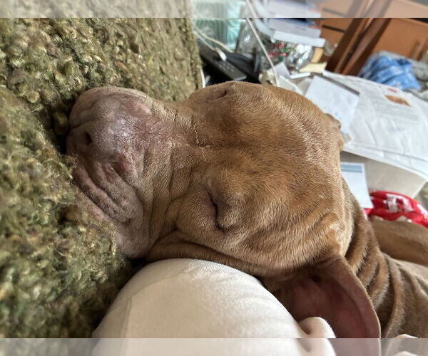 Medium Photo #24 Mutt Puppy For Sale in Mundelein, IL, USA