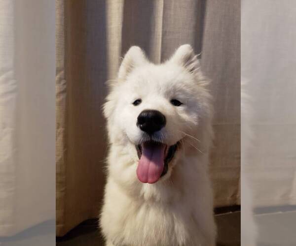 Medium Photo #1 Samoyed Puppy For Sale in SAMMAMISH, WA, USA