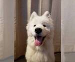 Small Photo #1 Samoyed Puppy For Sale in SAMMAMISH, WA, USA