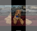 Puppy BLUE BOY Irish Doodle-Poodle (Standard) Mix