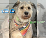 Small #1 Wheaten Terrier Mix