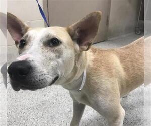 Carolina Dog-Unknown Mix Dogs for adoption in Conroe, TX, USA