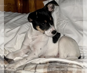Fox Terrier (Toy)-Miniature Australian Shepherd Mix Puppy for sale in SILVER CREEK, NY, USA