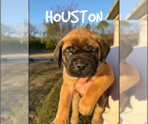 Mastiff Puppy for sale in LOGANVILLE, GA, USA