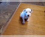 Small Photo #57 American Pit Bull Terrier-Labrador Retriever Mix Puppy For Sale in MOORESBORO, NC, USA