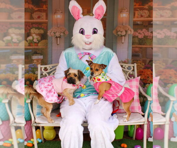 Medium Photo #7 Shiranian Puppy For Sale in Oakhurst, NJ, USA