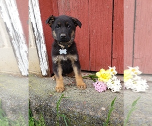 German Shepherd Dog Litter for sale in MILLERSTOWN, PA, USA