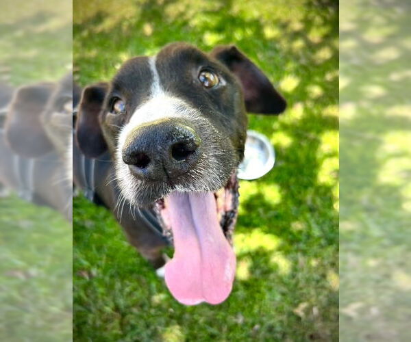 Medium Photo #2 Lab-Pointer Puppy For Sale in San Juan Capistrano, CA, USA