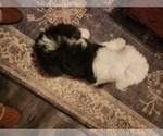Small Photo #8 Old English Sheepdog Puppy For Sale in WILMINGTON, OH, USA