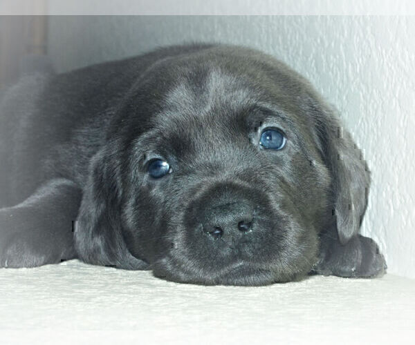 Medium Photo #16 Labrador Retriever Puppy For Sale in FOUNTAIN, CO, USA