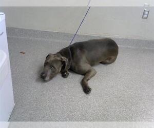 American Bandogge mastiff Dogs for adoption in Pasadena, TX, USA