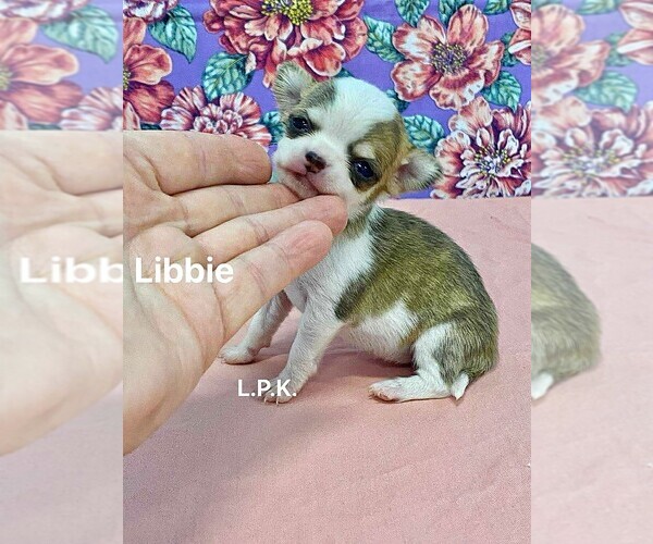 Medium Photo #1 Chihuahua Puppy For Sale in WINNSBORO, LA, USA