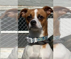 Jack Russell Terrier-Unknown Mix Dogs for adoption in Clarkston, MI, USA