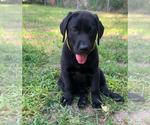 Puppy Belle Labrador Retriever