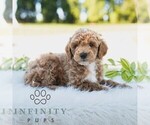 Image preview for Ad Listing. Nickname: Cooper