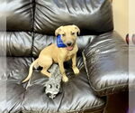 Small #5 Golden Labrador