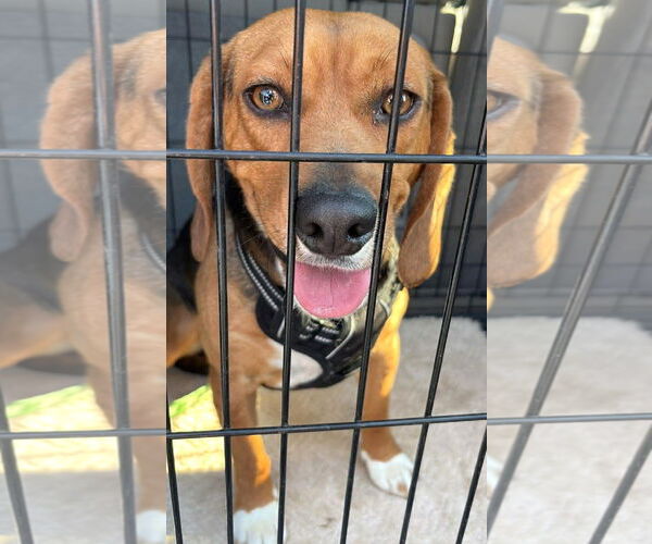 Medium Photo #7 Beagle Puppy For Sale in Dunnellon, FL, USA