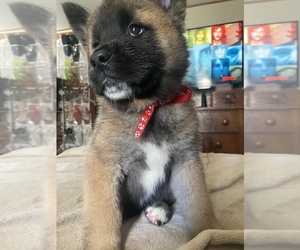 Akita Puppy for sale in CONROE, TX, USA
