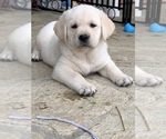 Small Photo #4 Golden Labrador Puppy For Sale in GLENDALE, CA, USA