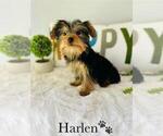 Small #11 Yorkshire Terrier