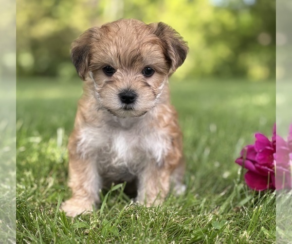 Medium Photo #12 Morkie Puppy For Sale in ROCK STREAM, NY, USA