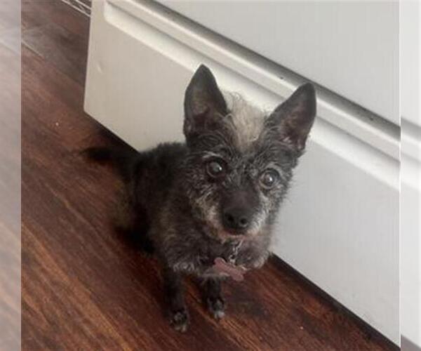 Medium Photo #1 Mutt Puppy For Sale in San Antonio, TX, USA