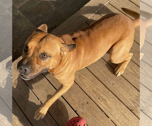 Medium Photo #2 Black Mouth Cur-Unknown Mix Puppy For Sale in Alvin, TX, USA