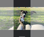 Small #2 American Pit Bull Terrier