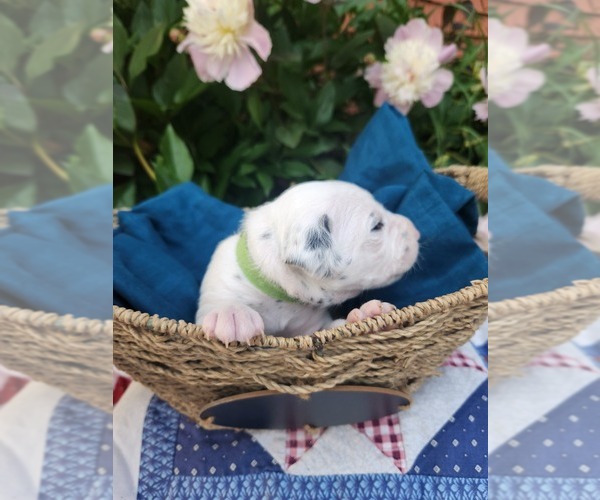 Medium Photo #13 Dalmatian Puppy For Sale in VASSALBORO, ME, USA