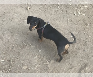 Dachshund Puppy for sale in CAMP VERDE, AZ, USA