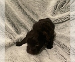 Small Photo #3 Havanese Puppy For Sale in ATHENS, GA, USA