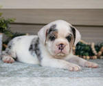 Small Photo #3 Beabull Puppy For Sale in MILLERSBURG, OH, USA