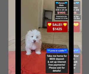 Havanese-Zuchon Mix Puppy for sale in TUCSON, AZ, USA