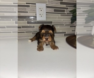 YorkiePoo Puppy for Sale in LITHIA, Florida USA