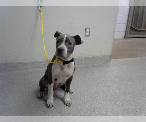 Medium Photo #1 American Pit Bull Terrier-Unknown Mix Puppy For Sale in Pasadena, TX, USA