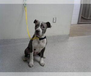 American Pit Bull Terrier-Unknown Mix Dogs for adoption in Pasadena, TX, USA