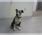 Small American Pit Bull Terrier Mix