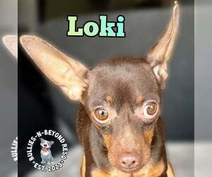 Miniature Pinscher Dogs for adoption in Omaha, NE, USA