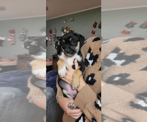Medium Photo #1 Rat Terrier Puppy For Sale in Oakhurst, NJ, USA