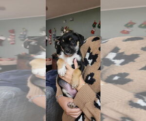 Rat Terrier Dogs for adoption in Oakhurst, NJ, USA