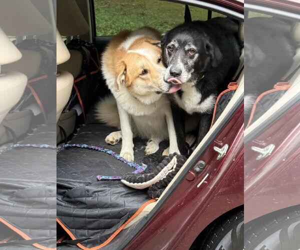 Medium Photo #3 Labrenees Puppy For Sale in McDonough, GA, USA