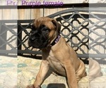 Small Photo #40 Presa Canario Puppy For Sale in LEVITTOWN, PA, USA