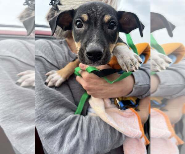 Medium Photo #2 Rat Terrier-Unknown Mix Puppy For Sale in Mount Laurel, NJ, USA